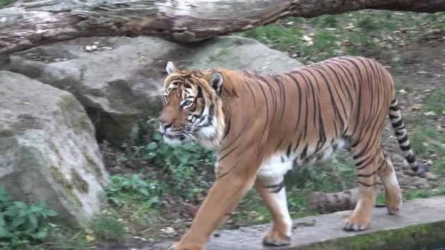The Malayan tiger (Panthera tigris jacksoni)
