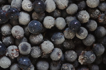 Halbgefrorene Schlehen