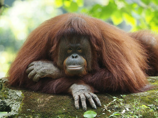 Borneo Orang Utan is taking a rest at the playground