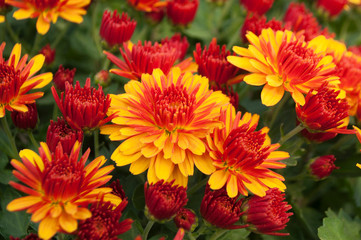 Beautiful red and orange color chrysanthemum as background picture.