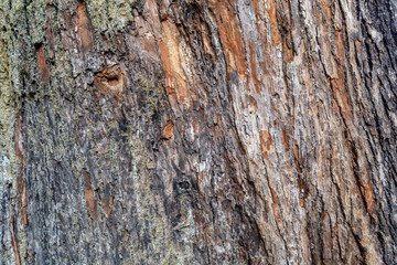 Old wood tree texture natural background pattern with green moss