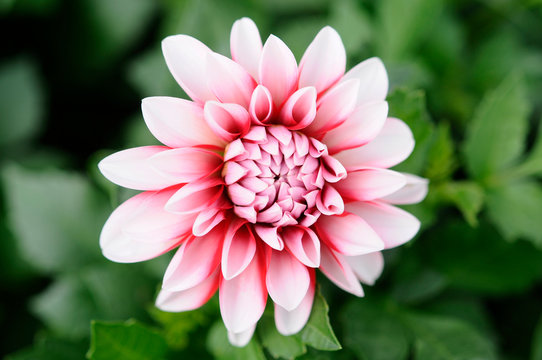 ピンクの花　ダリヤ
