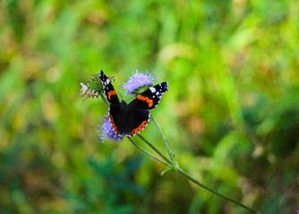 Butterfly Admiral sits with folded wings on a fluffy lilac flower