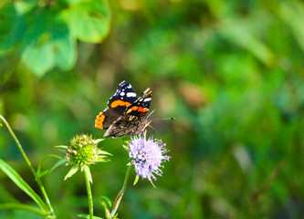 Butterfly Admiral sits with folded wings on a fluffy lilac flower