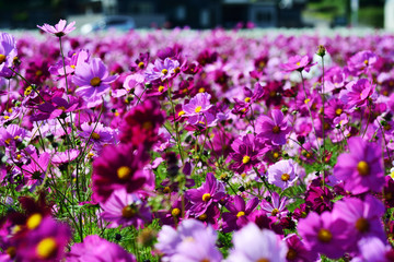 三光のコスモス