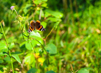 Butterfly Admiral sits with folded wings on a fluffy lilac flower