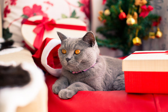 Scottish Fold mixed with British Shorthair cat in gray color wearing santa claus hat with many gifts and Christmas tree laying down in cozy home.