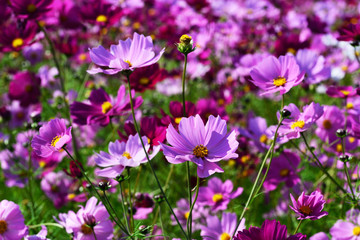 三光のコスモス