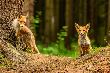 Cute Red Fox, Vulpes vulpes in fall forest. Beautiful animal in the nature habitat. Wildlife scene from the wild nature. Red fox running in orange autumn leaves