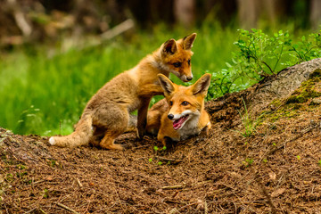Cute Red Fox, Vulpes vulpes in fall forest. Beautiful animal in the nature habitat. Wildlife scene from the wild nature. Red fox running in orange autumn leaves