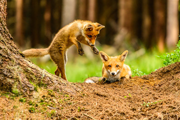 Cute Red Fox, Vulpes vulpes in fall forest. Beautiful animal in the nature habitat. Wildlife scene...