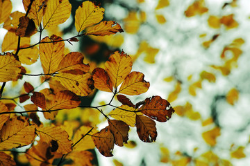 Fototapeta na wymiar Colorful impression with beautiful autumn leaves