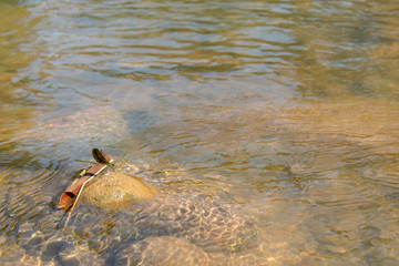 Green Dragonfly On a rock in a stream