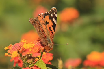 butterfly on a flower