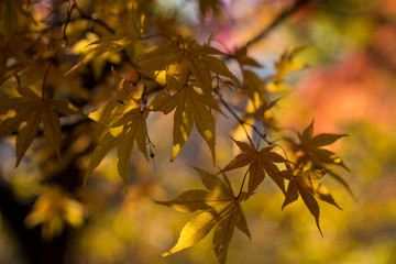Fototapeta na wymiar autumn leaves in field
