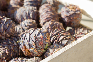 Cedar cones in wooden box, close-up