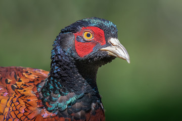 A close up head portrait of a male cock pheasant. The bird is facing to the right looking into an open copy space