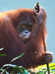 Sumatran Orang Utan is playing at the playground