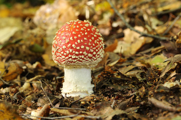 A beautiful Fly agaric fungus (Amanita muscaria) growing in a forest.	