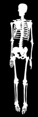 white silhouette of single human skeleton