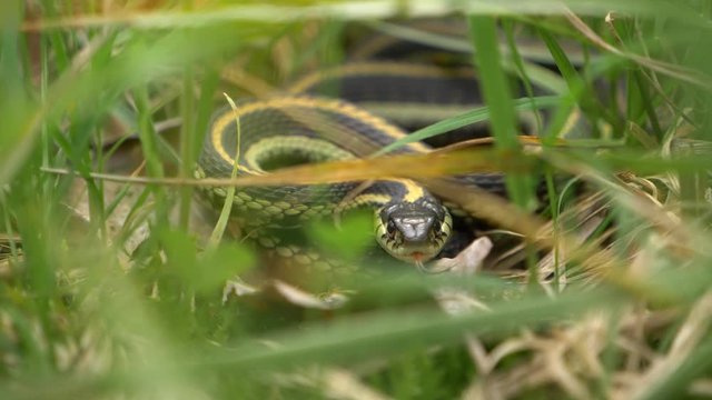 Medium shot of a garter snake in the grass with its tongue flicking.