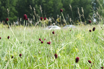 Cherry burnet flower head on the summer field background.