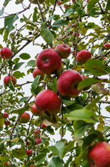 Branch of apple trees bending under the weight of fruit. Autumn orchard.