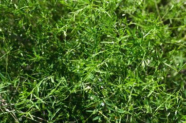 Green grass background, top view photo.