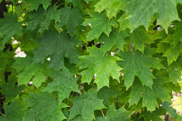 Maple tree green leaves background. Close up photo.