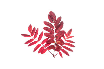 Leaves of rowanberry isolated on the white background.