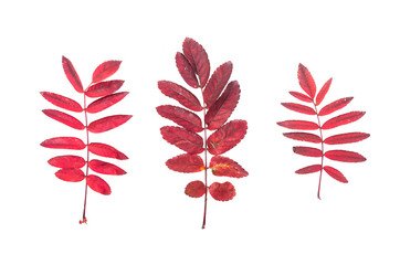 Leaves of rowanberry isolated on the white background.