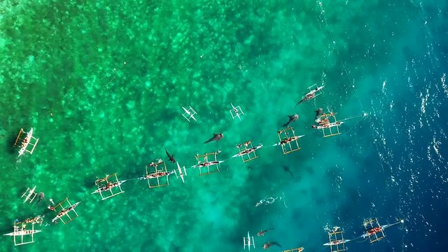 Aerial view of tourists swimming with whale sharks, Oslob, Philippines.