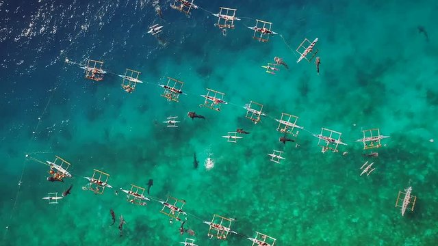 Aerial view of tourists swimming with whale sharks, Oslob, Philippines.