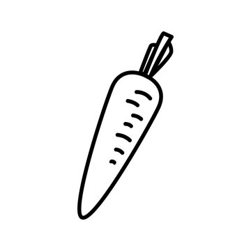 Vegetable collection - carrot. Line icon of taproot of carrot. Vector Illustration 