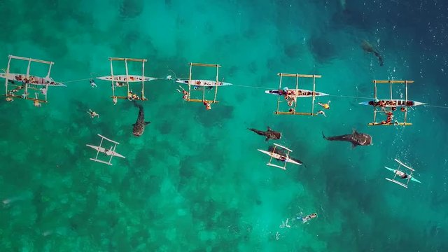 Tracking aerial view of tourists swimming with whale sharks, Oslob, Philippines.