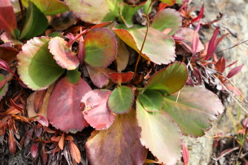 Closeup view of Kutki herbs in Kashmir