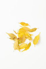 Fototapeta na wymiar Bunch of yellow leaves of Benjamin ficus on white background.