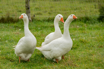 Emder Gans