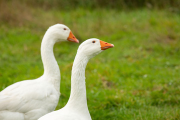 Emder Gans