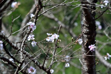 冬桜
