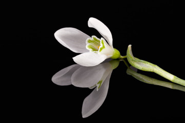 Fototapeta na wymiar Single spring flower of snowdrop isolated on black background