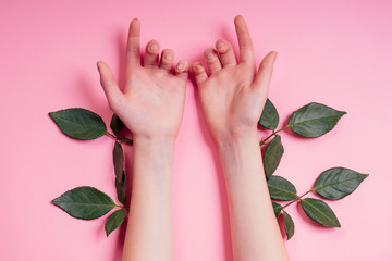 Fashion hand natural cosmetics women, Red Rose beautiful chamomile flowers leaves and thorns hand hand care. Valentine's Day arm girl studio shot pink background
