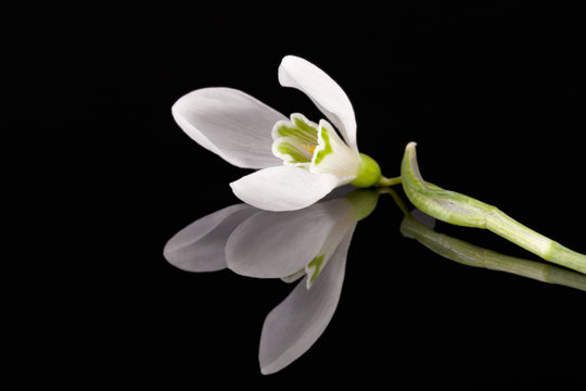 Fototapeta Single spring flower of snowdrop isolated on black background
