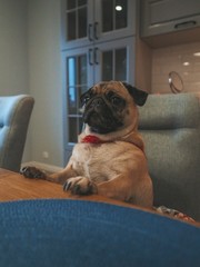 Dog breed pug sitting on the dining chair in the kitchen and waiting, the dog put his front paws on the table like a man