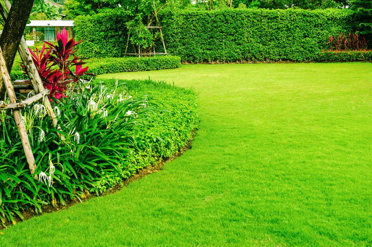 Green lawn, The front lawn for background, Garden landscape design