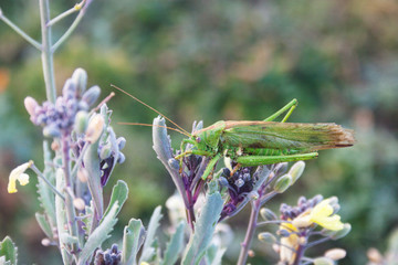 Big green grasshopper on cabbage flowers. Candid.