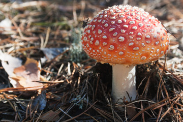 Poisonous mushroom, amanita among dry  needles . Candid.