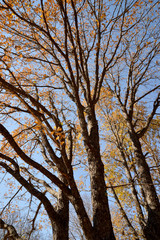 tree in autumn