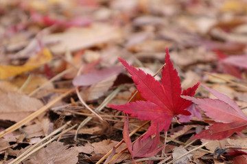 紅葉の景色