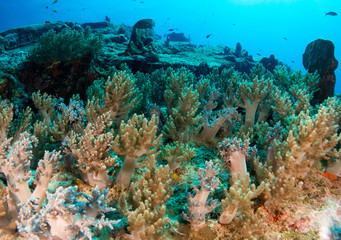 coral under the sea